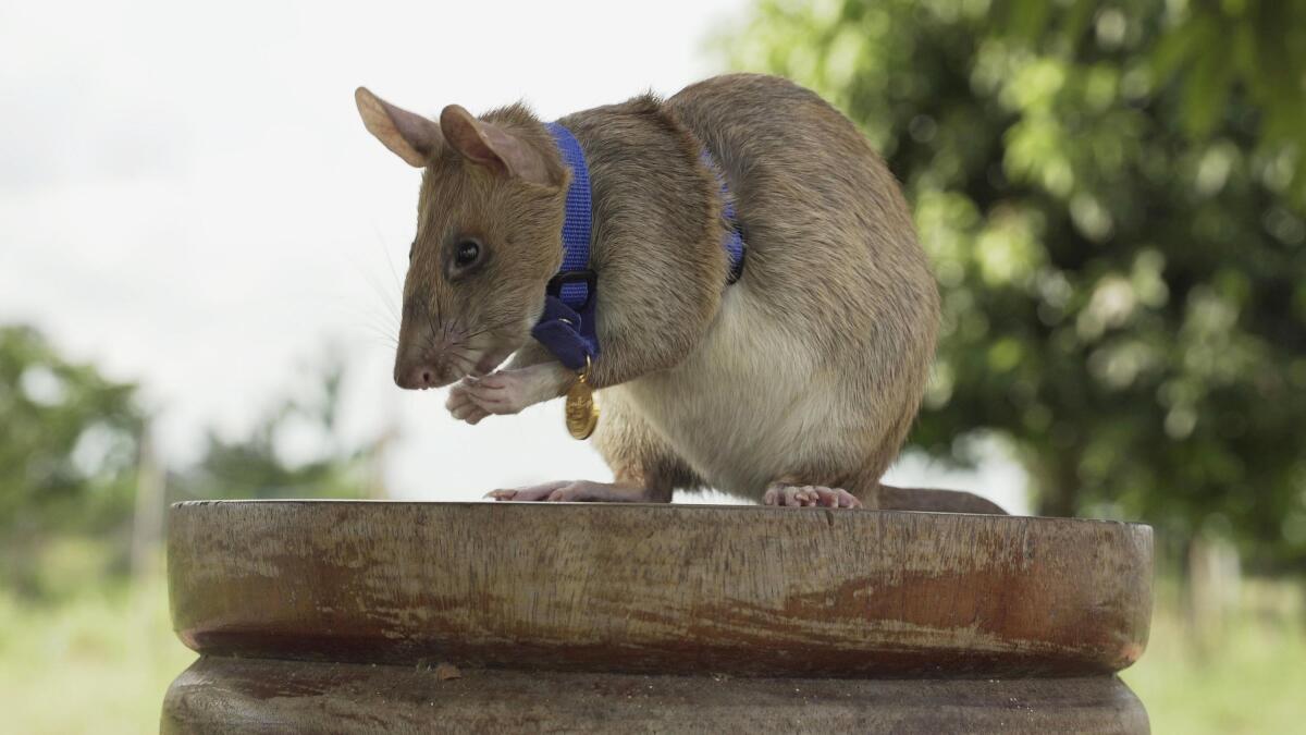 African gambian sale pouched rats
